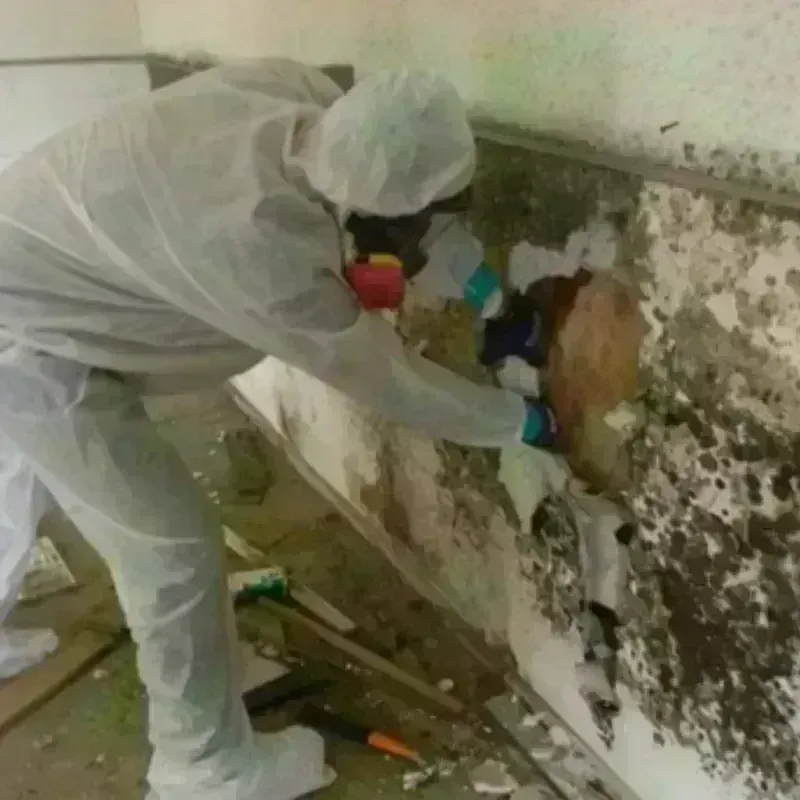 Mold Remediation and Removal in Southern Shops, SC